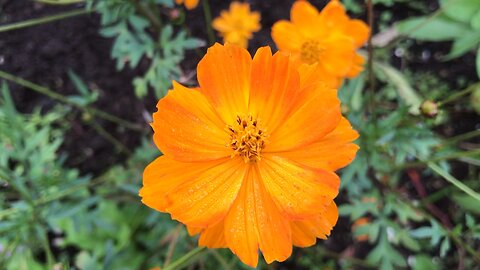 Cosmos (Cosmos sulphureus) Herbalism
