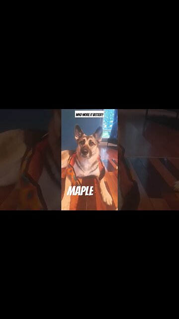 Britney Spears or My Dog #doggo #funny #dogs #dog #dogshorts