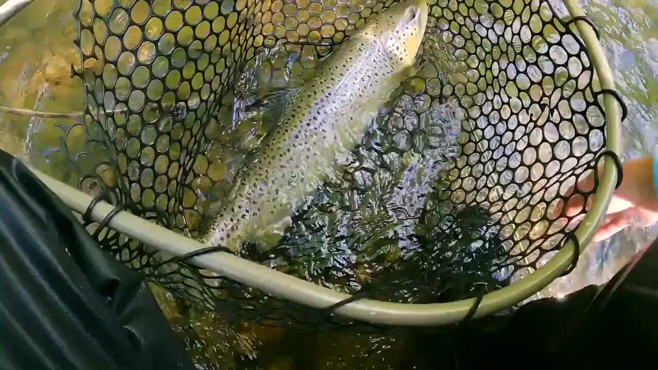 Catching GIANT Brown Trout in a Small Creek! -38