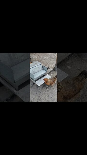 Have You Ever Seen A Chicken Sneeze? #homesteading #chickens #chickenlife