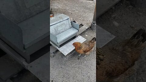 Have You Ever Seen A Chicken Sneeze? #homesteading #chickens #chickenlife