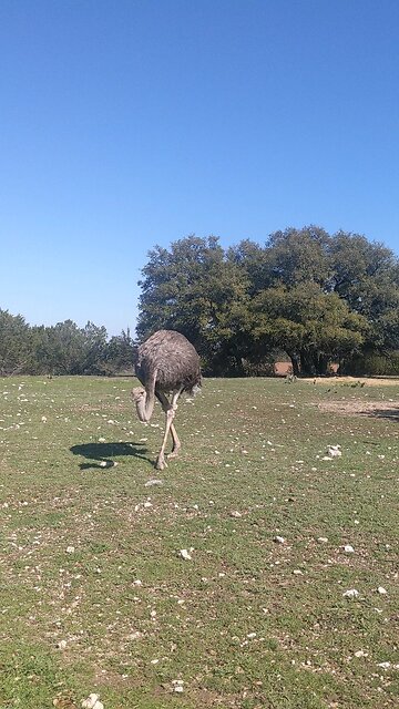Ostrich at Fossil Rim Wildlife Park