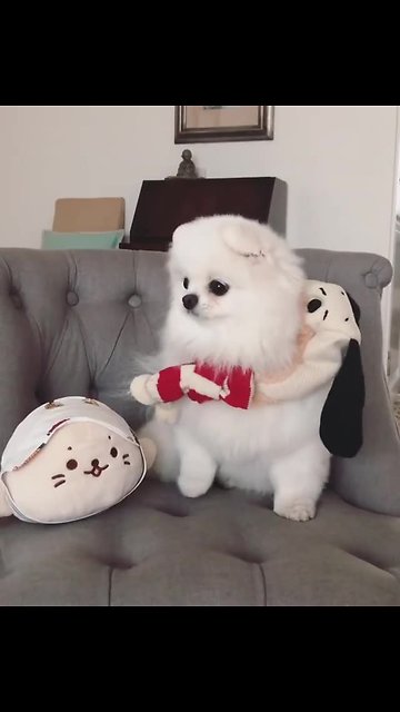 Pomeranian sings in cutest way imaginable