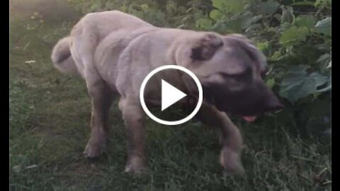 Anatolian Shepherd Dog with Walk