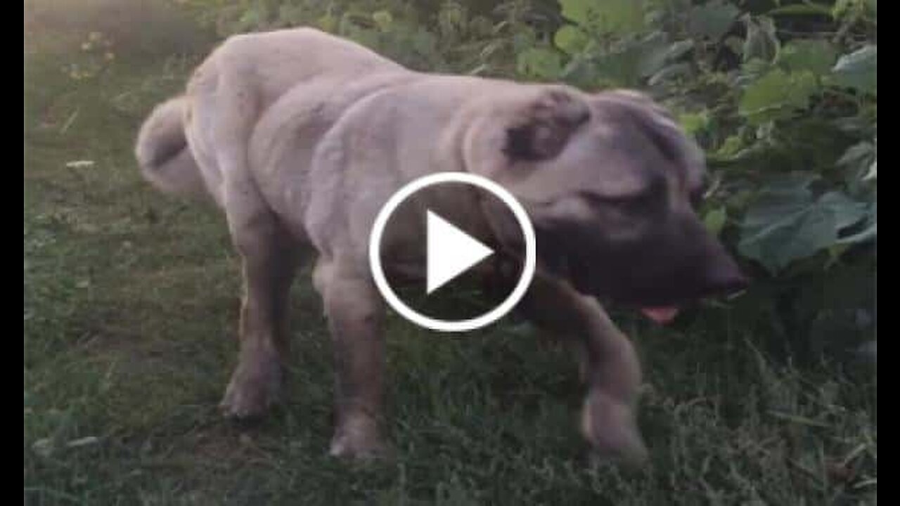 Anatolian Shepherd Dog with Walk