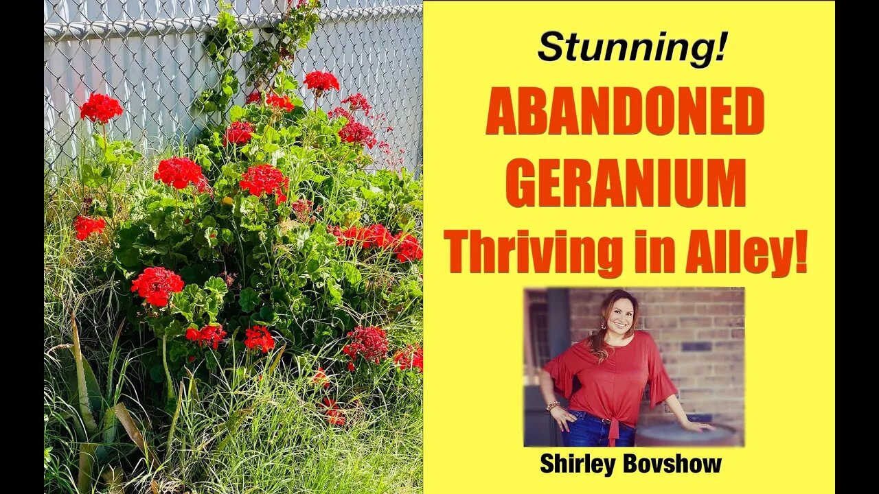 GERANIUM PLANT: Abandoned Zonal Geranium THRIVES in Alley with No Care! (#shorts) Shirley Bovshow