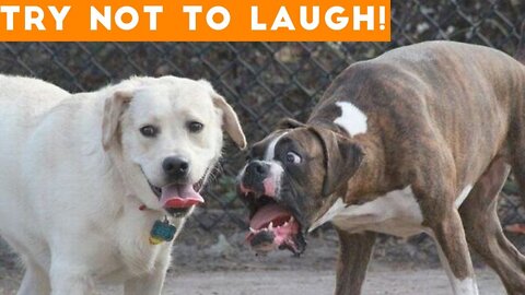 Try Not To Laugh At This Ultimate Funny Dog Video Compilation