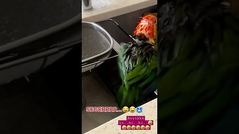 LUCUNYA LIHAT BURUNG LOVEBIRD JINAK KALO LAGI MANDI SENDIRI ,SEGERRRRR🤣🤣🤣