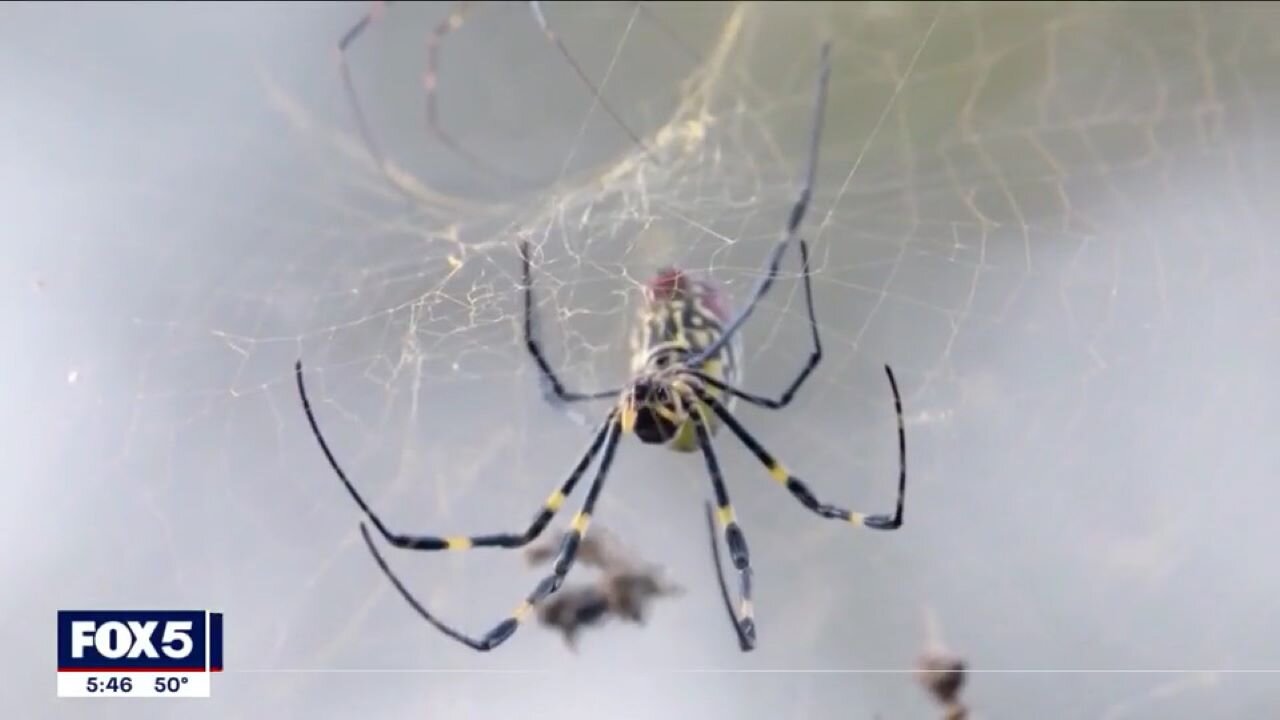 Check Your Bingo Cards: Huge, Floating Spiders Are Set To Invade New York City This Summer