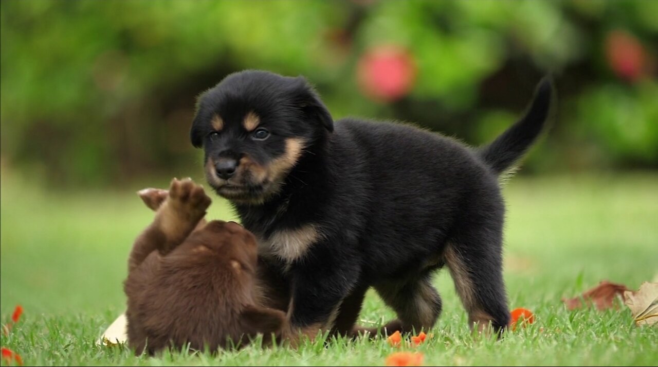 Beautiful puppies, puppies