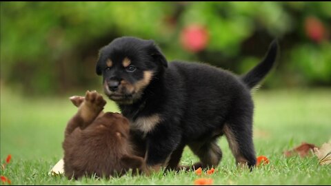 Beautiful puppies, puppies