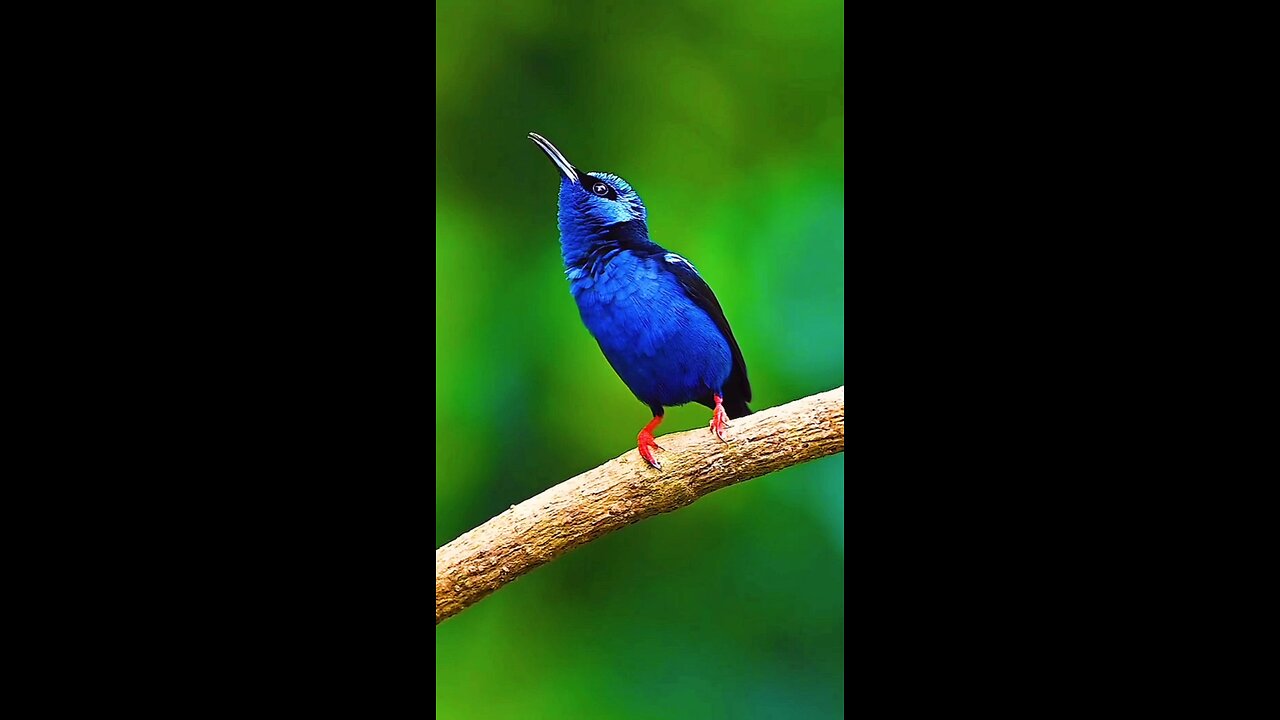 the red legged honeyceeper