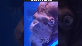 que medo desse bicho