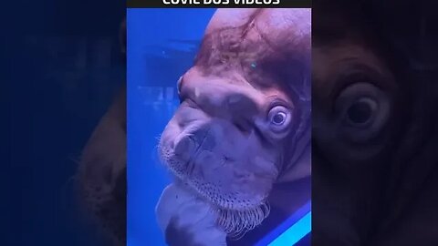 que medo desse bicho