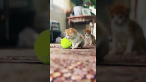 Kitten and tennis ball 😻 so lovely 😻
