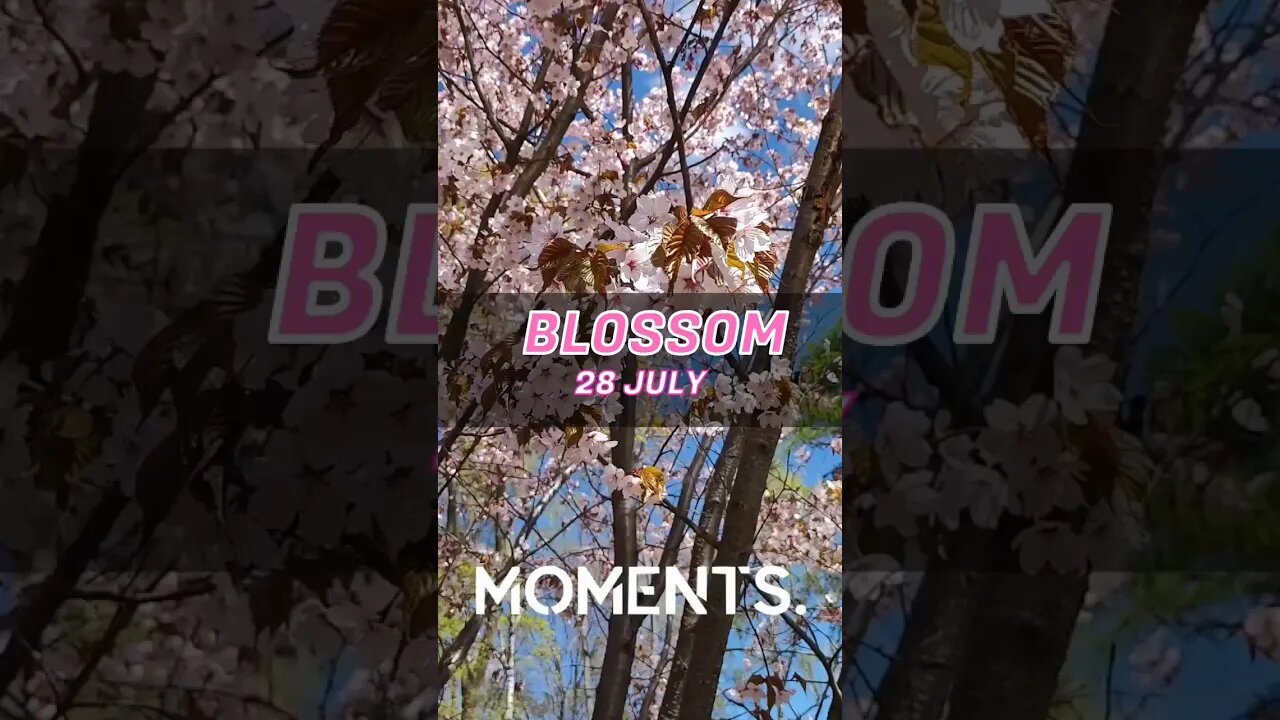 presave "Blossom" 🌸 #progressivehouse #electronicmusic