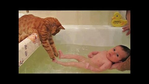 OMG So Cute Cats ♥ Best Funny Cat Videos 2021 #18