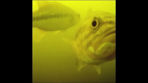 bass in the lake