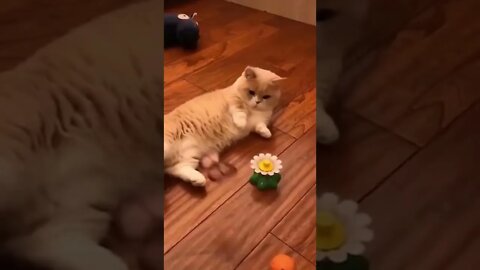 Funny Cats Videos