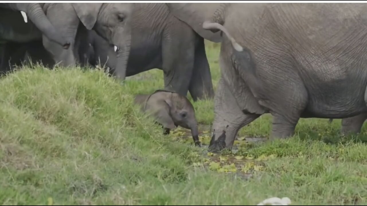 No matter how fierce animals are, they are always cute when they are young