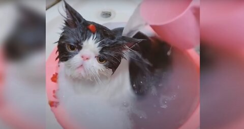 Baby Cats - Cute and Funny Cat Videos Compilation #16