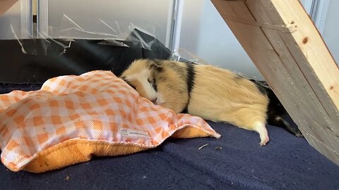 Guinea pigs are tired