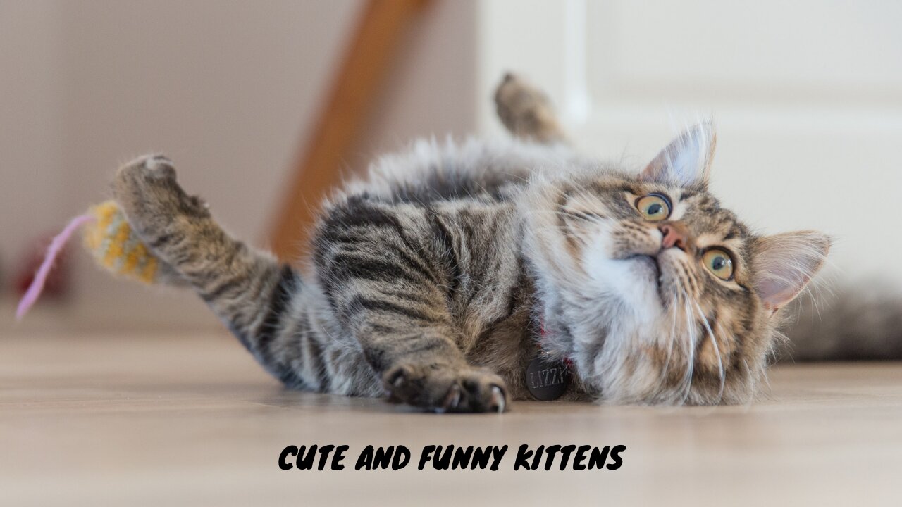 Cute and funny naughty kittens