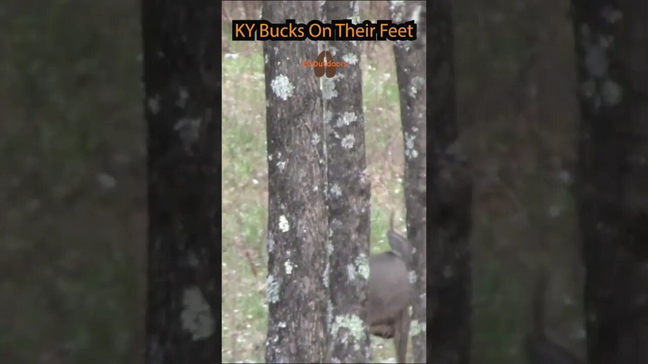 KY Public Bucks on Their Feet. #deer #ky #hunting #kentucky #bucks #hunt #publicland #outdoors #WMA