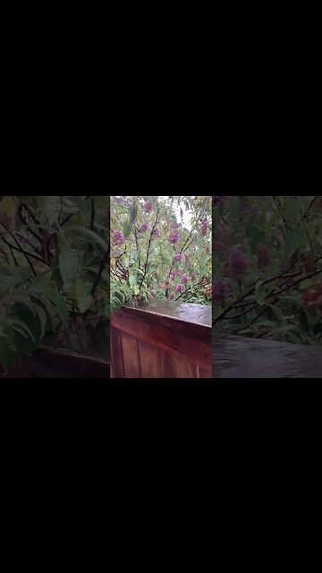 Summer rain, much needed..#rain #canada #nature