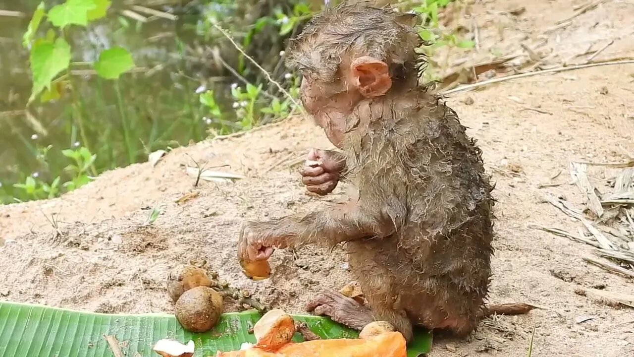 Oh My Goodness! baby kley rises from the ground to eat-19