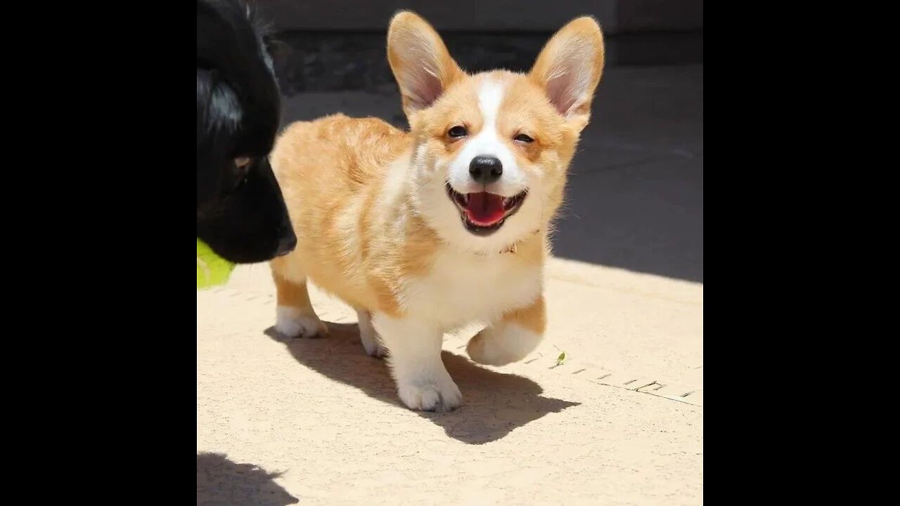 How will life be with a corgi? 🥰