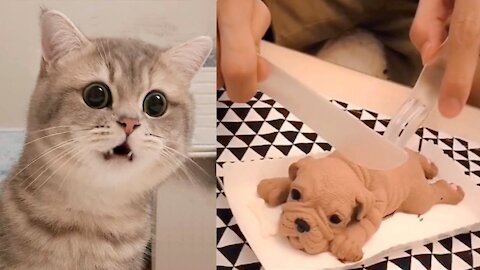 Cats Funny Reaction to Cutting Cake - Funny Dog Cake Reaction Compilation