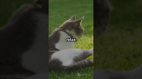 Why Cats Groom After Eating!