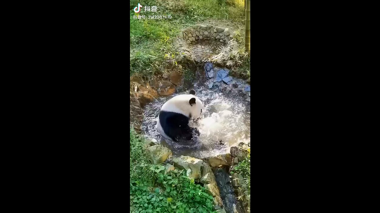 Playful Panda