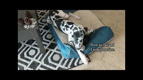 Walter the Great Dane Plays With Monkey