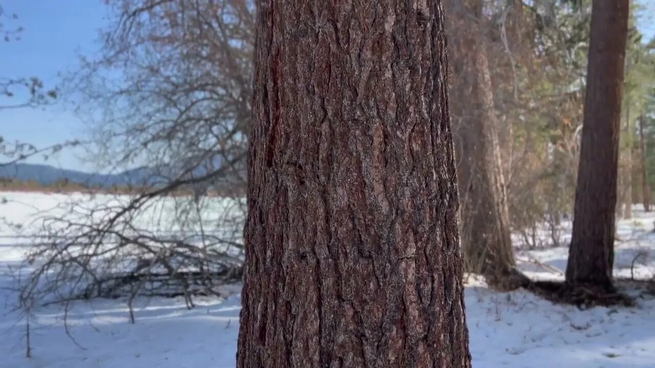 Lake Tahoe pope beach in early winter, forest by highway 89 at camp Richardson, #southlaketahoe