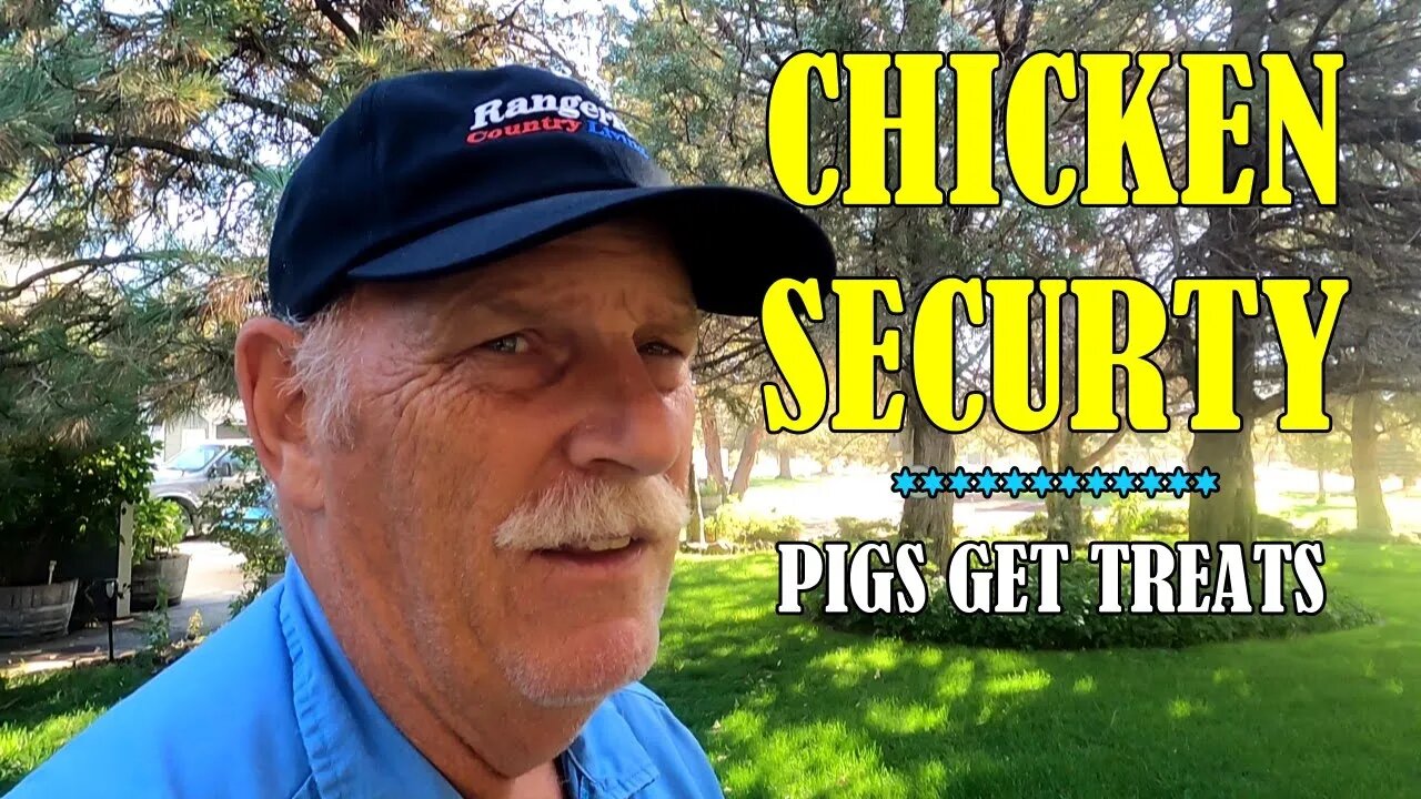 Chicken Security & Pigs Get Treats