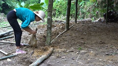 Build bamboo huts, build farms in the forest -4