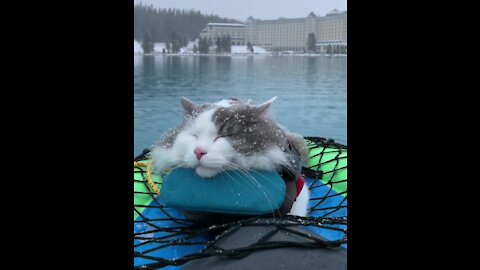 funny dog on snowfall soothing relaxation