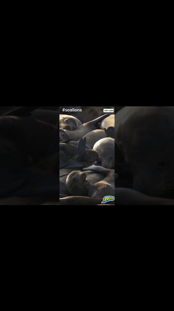 #sealions, #funnyanimals, All times best wildlife video, #youtubeshorts