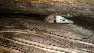 Bomberos logran salvar la vida de una perrita atrapada entre dos rocas en la Playa