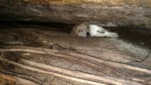 Bomberos logran salvar la vida de una perrita atrapada entre dos rocas en la Playa