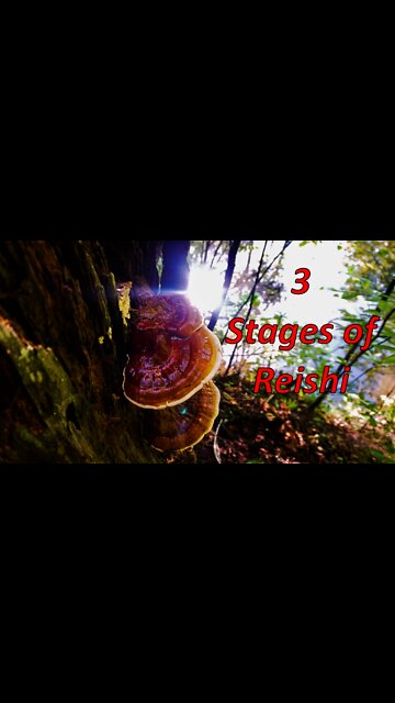 3 Stages of Reishi Mushroom Development. Identifying wild medicinal mushrooms #shorts