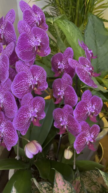 Orchids inside Okinawa airport