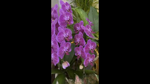 Orchids inside Okinawa airport