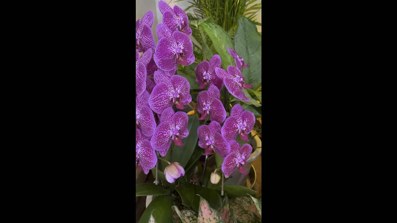 Orchids inside Okinawa airport