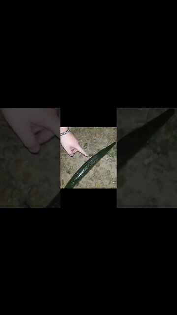 Catching Gar Below Bagnell Dam In Missouri Using Hotdogs #fishing #gar #fishingvideo #garfishing