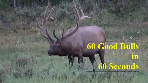 60+ Good Bulls in 60 Seconds