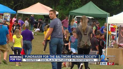 Dogfest Fundraiser for Baltimore Humane Society