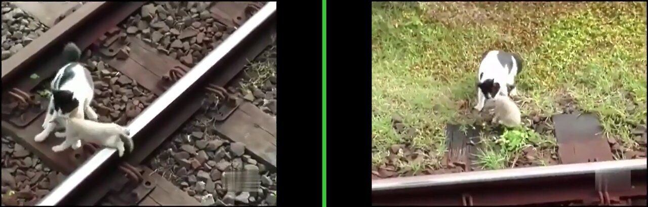 Mommy cat ventures on the train tracks to save the kitten